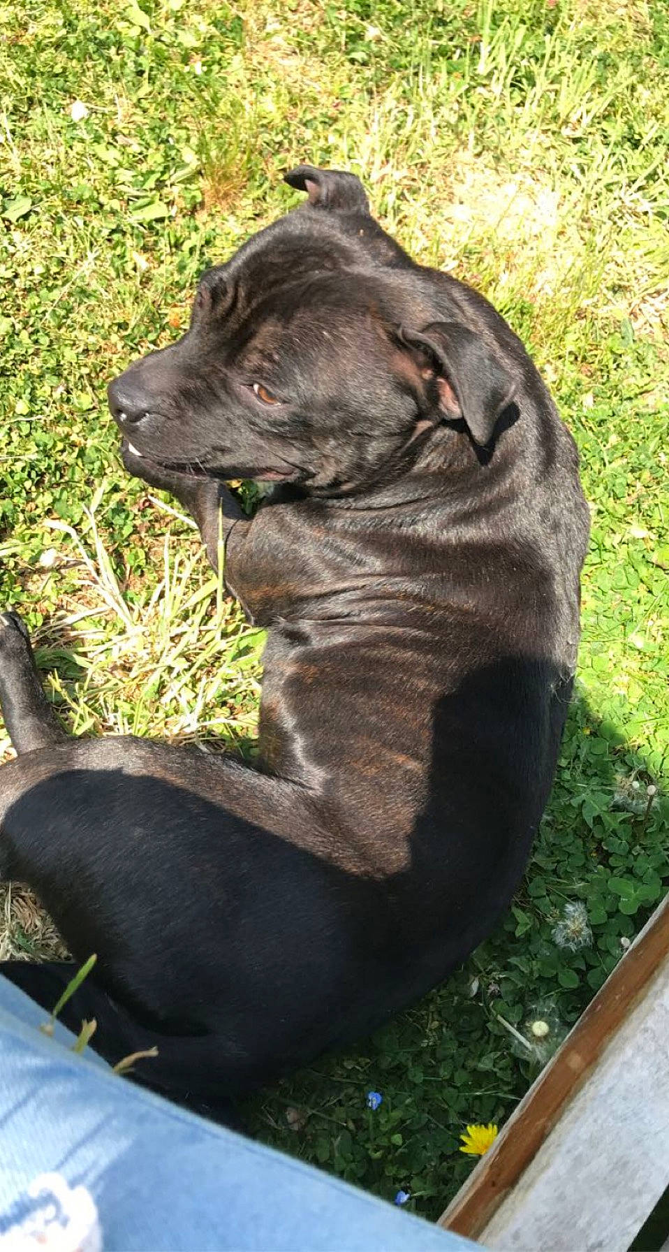 Rosa a rejoint le concours — aidez-le/la à gagner de superbes lots ! art, big_cats, carnivore, companion_dog, dog, dog_breed, fawn, felidae, fur, grass, lawn_ornament, liver, plant, sculpture, snout, sporting_group, terrestrial_animal, whiskers, working_animal, wrinkle