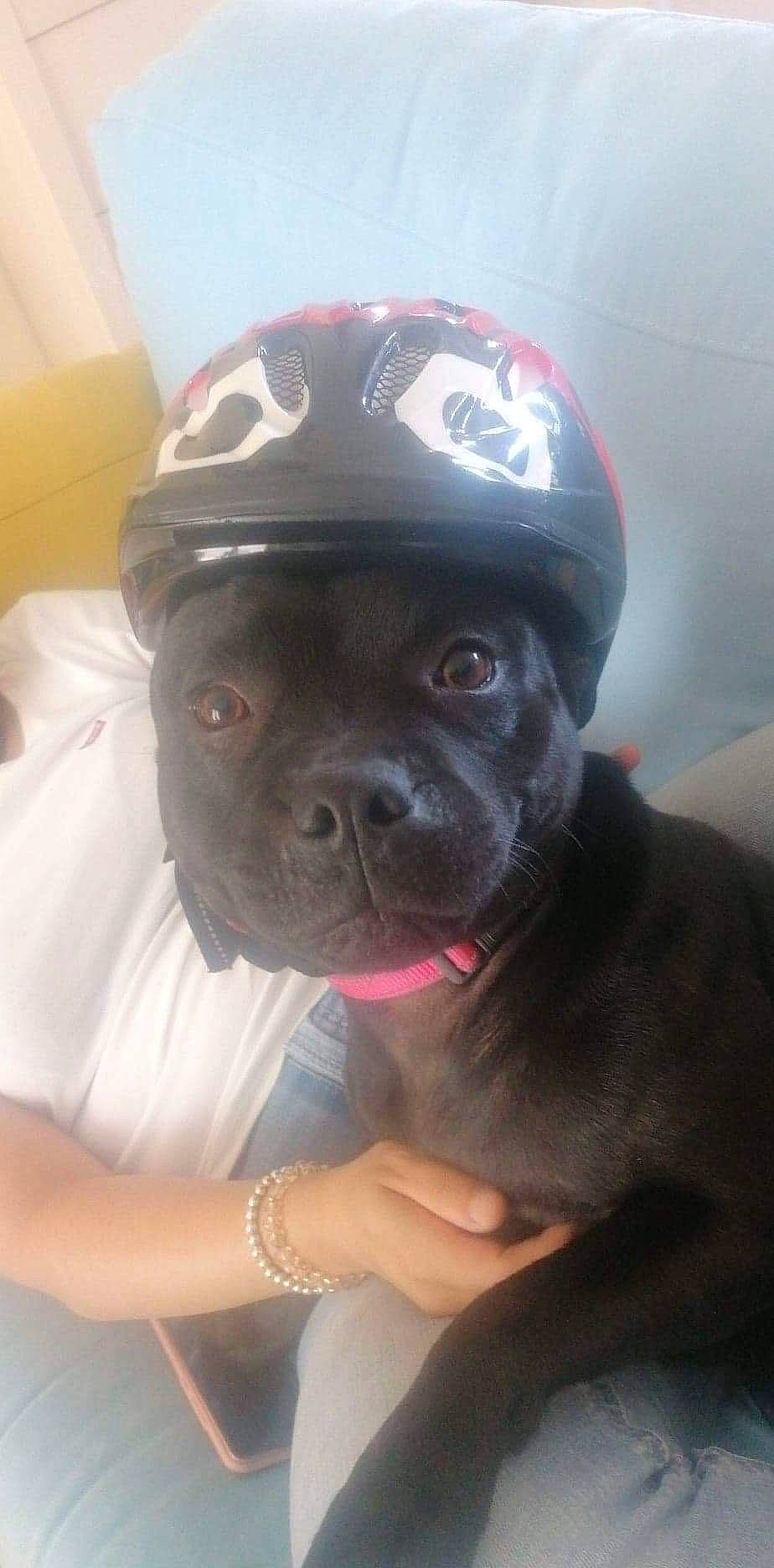 Rosa participe au concours pour gagner de l'argent avec cette photo : borador, canidae, carnivore, collar, companion_dog, dog, dog_breed, fur, hat, non_sporting_group, personal_protective_equipment, pet_supply, whiskers, working_animal