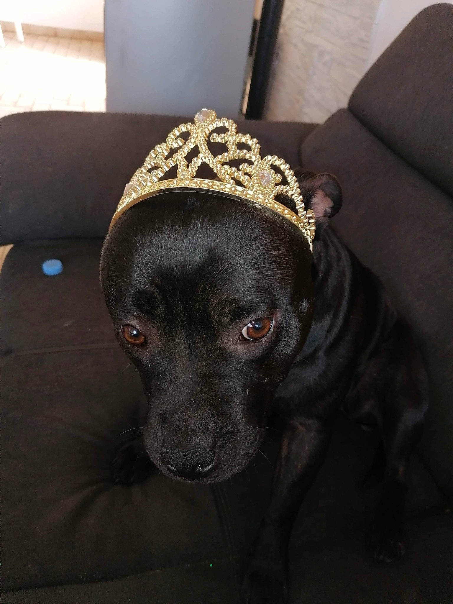 Rosa a rejoint le concours — aidez-le/la à gagner de superbes lots ! carnivore, collar, comfort, companion_dog, couch, dog, dog_breed, dog_collar, fashion_accessory, flooring, grey, guard_dog, gun_dog, hat, liver, metal, retriever, sporting_group, whiskers, working_animal