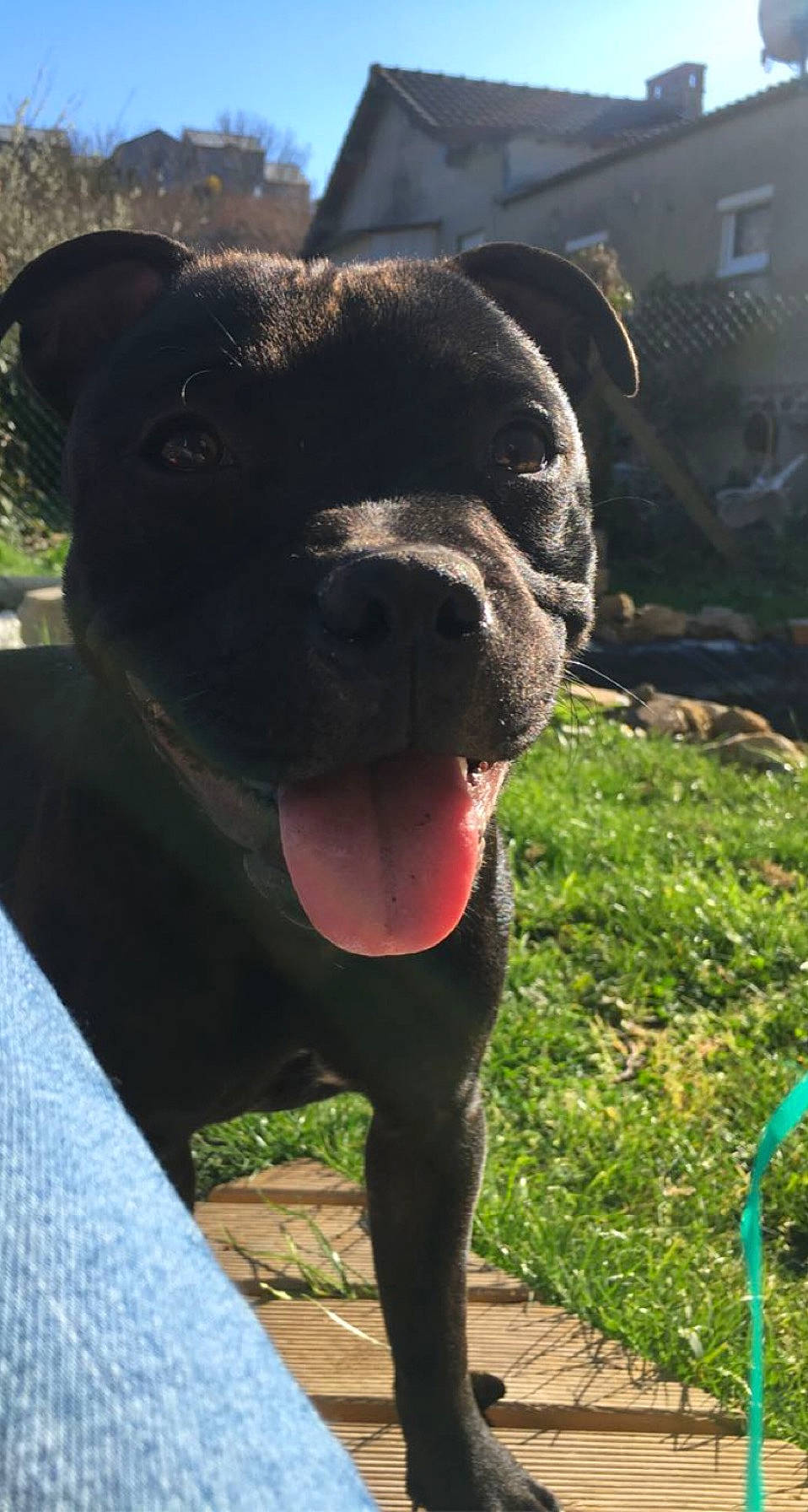 Rosa a rejoint le concours — aidez-le/la à gagner de superbes lots ! borador, canidae, carnivore, collar, companion_dog, dog, dog_breed, dog_collar, fawn, grass, guard_dog, molosser, plant, snout, sporting_group, tail, terrestrial_animal, whiskers, working_animal, working_dog