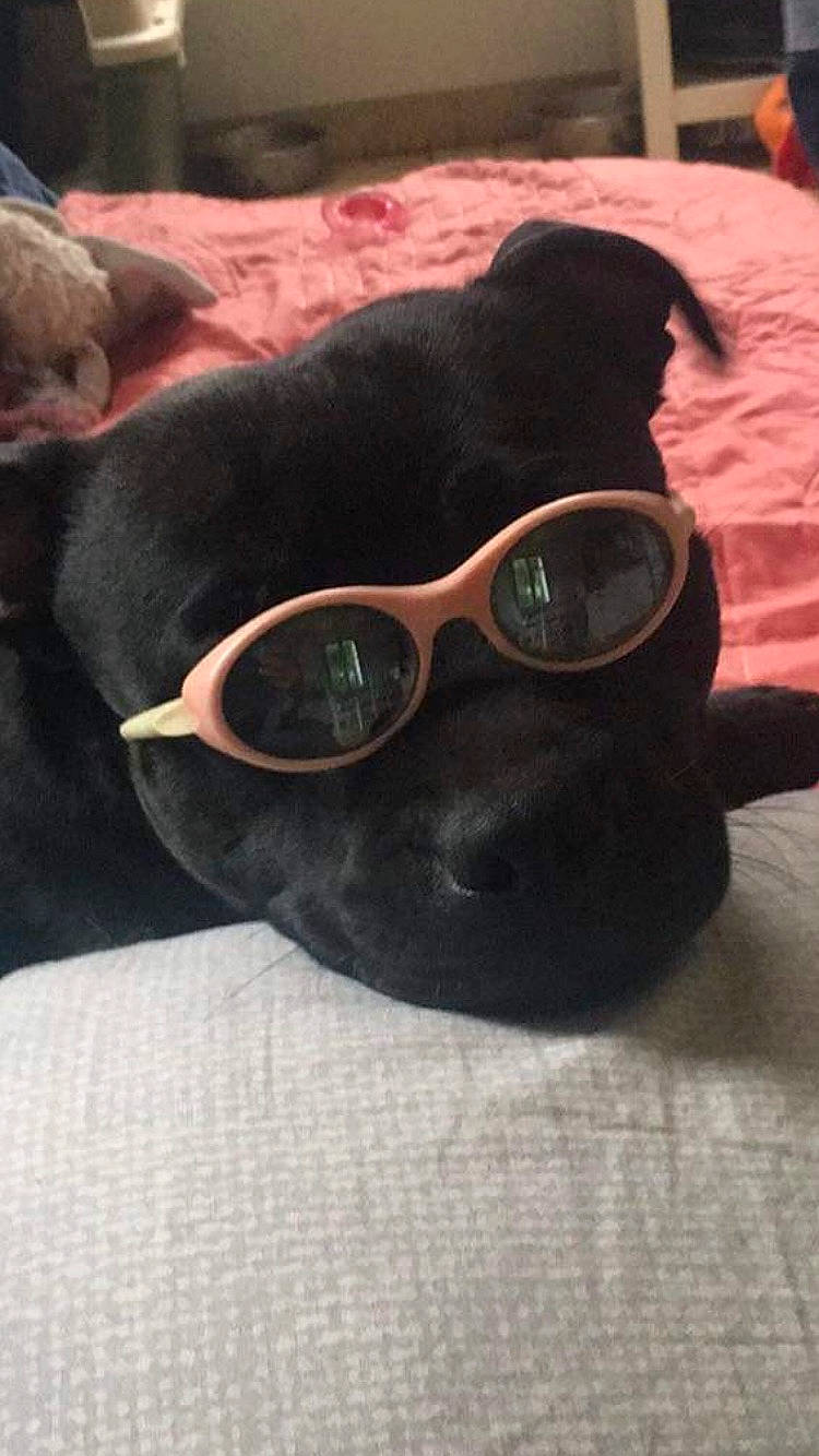 Rosa participe au concours pour gagner de l'argent avec cette photo : carnivore, comfort, companion_dog, dog_breed, ear, eye_glass_accessory, eyewear, fawn, felidae, glasses, goggles, grey, personal_protective_equipment, small_to_medium_sized_cats, snout, sporting_group, sunglasses, tints_and_shades, vision_care, whiskers