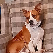 Fatboy Carnal is registered to the contest to win money with this photo: dog, brown, white, sitting, couch, checkered, indoor, pet, animal, ears, collar, fur, side_view, looking_away, domestic, comfortable, resting, furniture, household, canine