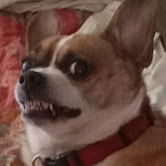 Solo is registered to the contest to win money with this photo: dog, chihuahua, pet, close_up, teeth, snarl, startled_expression, collar, collar_tag, chain, bed, pillow, bedding, indoor, fur, ear, animal_face, domestic_animal, surprised, portrait