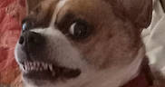 Solo is registered to the contest to win money with this photo: animal_face, bed, bedding, chain, chihuahua, close_up, collar, collar_tag, dog, domestic_animal, ear, fur, indoor, pet, pillow, portrait, snarl, startled_expression, surprised, teeth