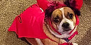 Solo is registered to the contest to win money with this photo: dog, pet, costume, devil_horns, red_cape, collar, id_tag, brown_white_fur, sitting, looking_up, indoor, carpet, paws, face, eyes, expressive, small_breed, halloween, whimsical, headband