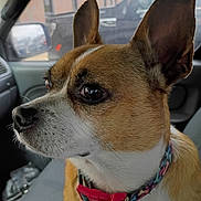 Solo is registered to the contest to win money with this photo: alert, animal, brown_and_white, car_interior, close_up, collar, companion, cute, dog, domestic_animal, ears, indoor, leash, looking, pet, seat, side_profile, transportation, vehicle, window