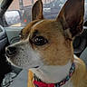dog, pet, close_up, side_profile, car_interior, collar, animal, ears, brown_and_white, seat, window, vehicle, leash, domestic_animal, cute, alert, companion, transportation, indoor, looking