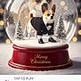 Solo is registered to the contest to win money with this photo: dog, chihuahua, tuxedo, snow_globe, merry_christmas, holiday, snow, bokeh, pine_tree, festive, red_base, glass, snowfall, portrait, cute_pet, social_media_screenshot, app_ui, profile_icon, like_button, share_button