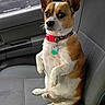 Solo is registered to the contest to win money with this photo: animal, brown_and_white, car, car_seat, collar, companion, cute, dog, domestic_animal, ears, fur, indoor, looking, pet, seat, side_view, sitting, small_dog, vehicle, window