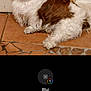 dog, pet, indoor, tile_floor, door, brown_and_white, furry, small_dog, sitting, looking_up, portrait, domestic_animal, paw, home_interior, companion, floor, mammal, canine, smartphone_screenshot, app_ui