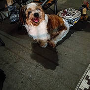 Boogie joined the competition — help win amazing prizes! dog, small_dog, pet, happy, tongue_out, fur, brown_and_white, sitting, patio, concrete_floor, folding_chair, camp_chair, dog_bowl, foil_wrap, shadow, rug_edge, evening_light, closeup, portrait, household_object