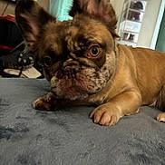 Cleo is registered to the contest to win money with this photo: dog, french_bulldog, pet, animal, wrinkles, bat_ears, brown_coat, lying_down, blanket, indoor, home, portrait, close_up, camera_gaze, paws, muzzle, eyes, furniture, cozy, funny
