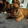dog, french_bulldog, pet, animal, wrinkles, bat_ears, brown_coat, lying_down, blanket, indoor, home, portrait, close_up, camera_gaze, paws, muzzle, eyes, furniture, cozy, funny