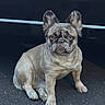 Cleo is registered to the contest to win money with this photo: dog, french_bulldog, pet, animal, sitting, outdoor, pavement, asphalt, portrait, face, ears, wrinkles, short_snout, gray_coat, brown_coat, looking_at_camera, serious_expression, centered_composition, daylight, street