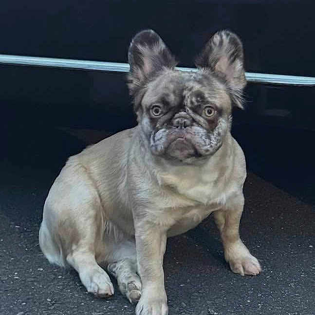 Cleo is registered to the contest to win money with this photo: dog, french_bulldog, pet, animal, sitting, outdoor, pavement, asphalt, portrait, face, ears, wrinkles, short_snout, gray_coat, brown_coat, looking_at_camera, serious_expression, centered_composition, daylight, street