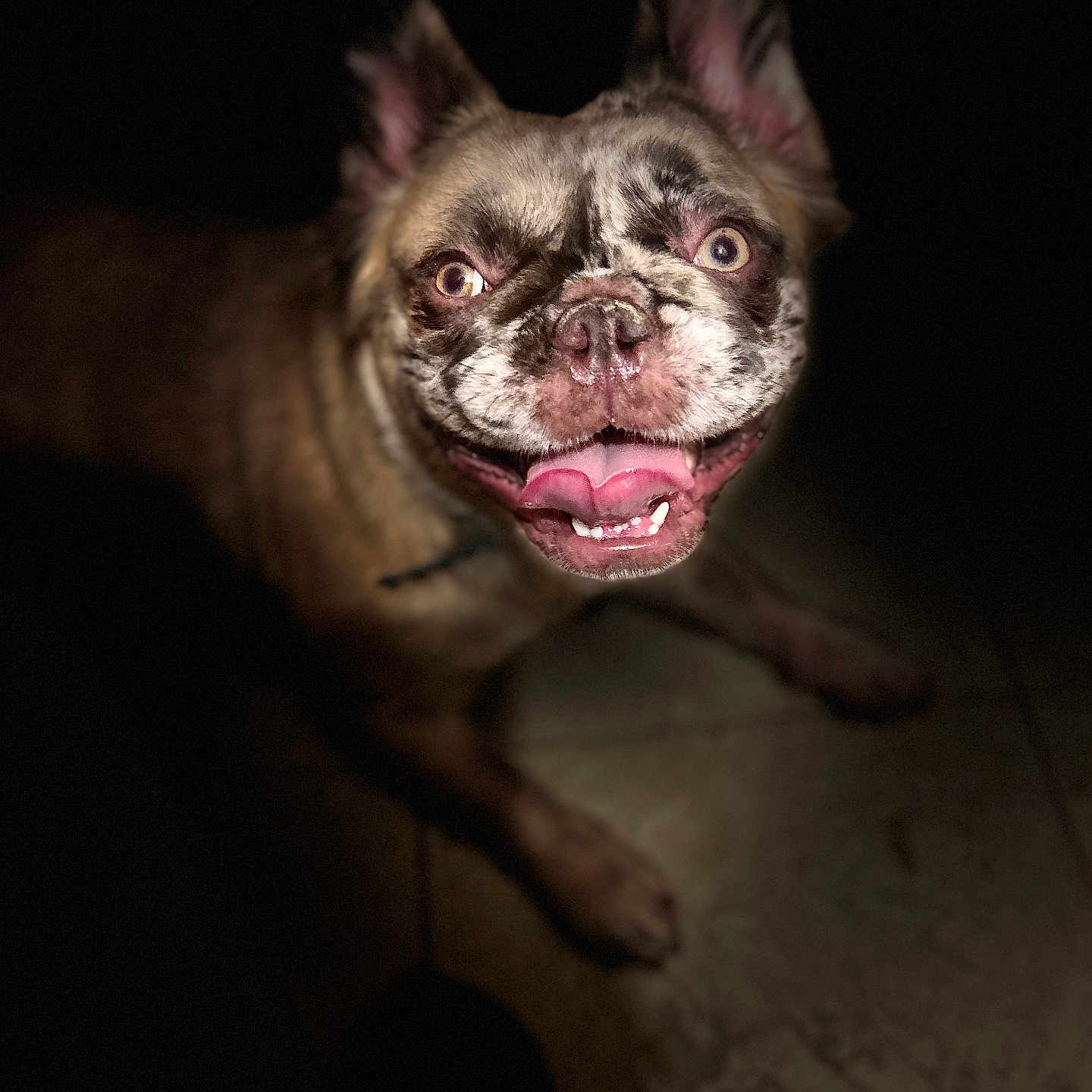 Cleo joined the competition — help win amazing prizes! animal, canine, closeup, cute, dog, ears, expression, eyes, face, fur, happy, indoor, muzzle, pet, playful, portrait, smiling, spot, tile_floor, tongue
