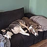 black_and_white_dog, blanket, brown_and_white_dog, coffee_table, couch, cozy, dogs, husky_mix, indoor, living_room, lying_down, pets, pillows, pit_bull_mix, relaxed, resting, sleeping, sofa, two_dogs, wooden_floor