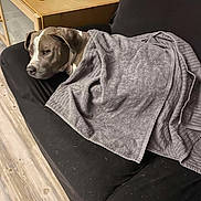 Kahyla a rejoint le concours — aidez-le/la à gagner de superbes lots ! armchair, blanket, chair, computer_monitor, cozy, desk, dog, floor, furniture, gray_and_white, home, indoor, living_room, pet, plant, portrait, relaxed, remote_control, resting, sleeping
