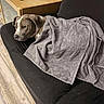 armchair, blanket, chair, computer_monitor, cozy, desk, dog, floor, furniture, gray_and_white, home, indoor, living_room, pet, plant, portrait, relaxed, remote_control, resting, sleeping