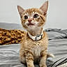kitten, cat, orange_tabby, pet, collar, fur, bed, blanket, indoor, cute, small, young, animal, feline, whiskers, ears, eyes, sitting, curious, fluffy