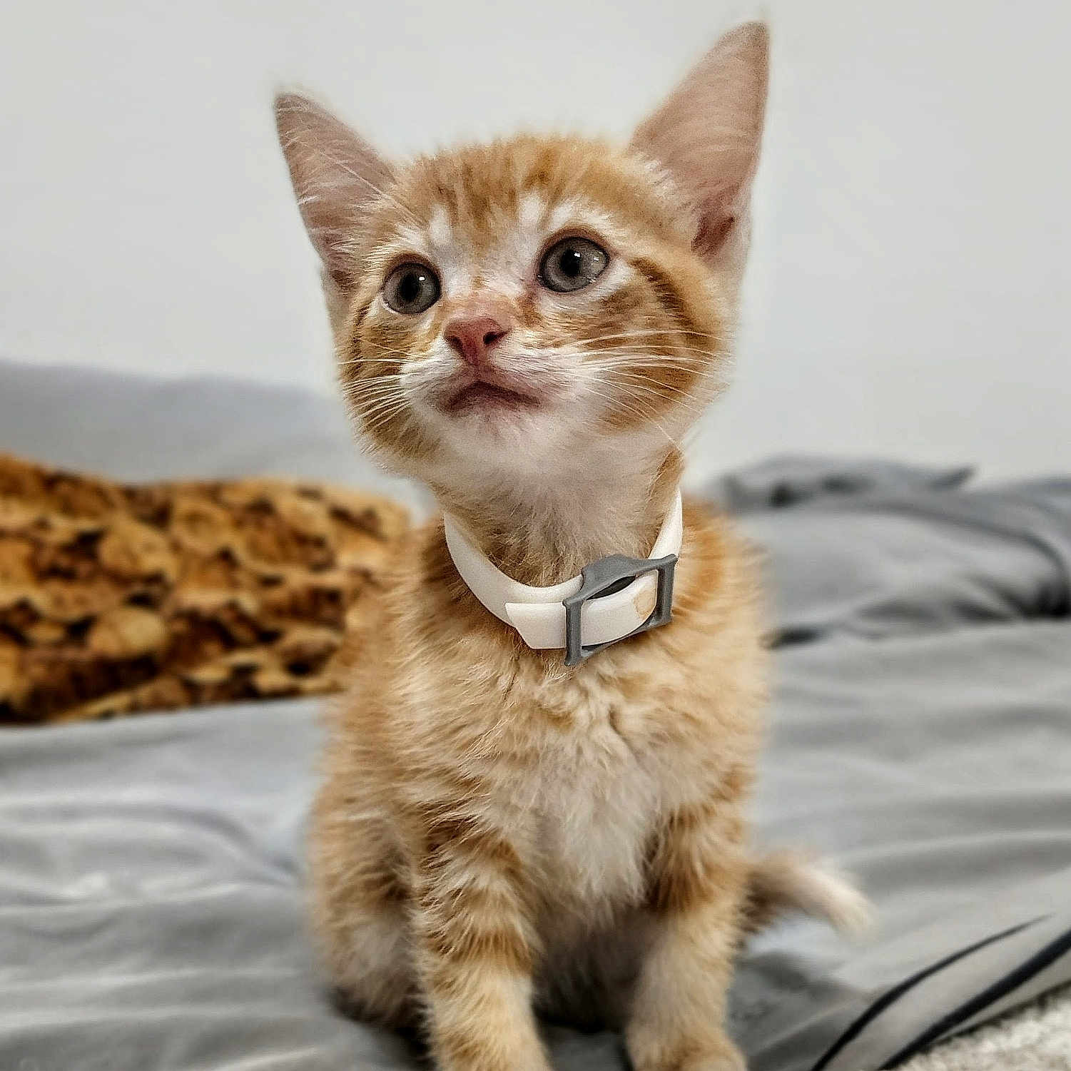 Ronan