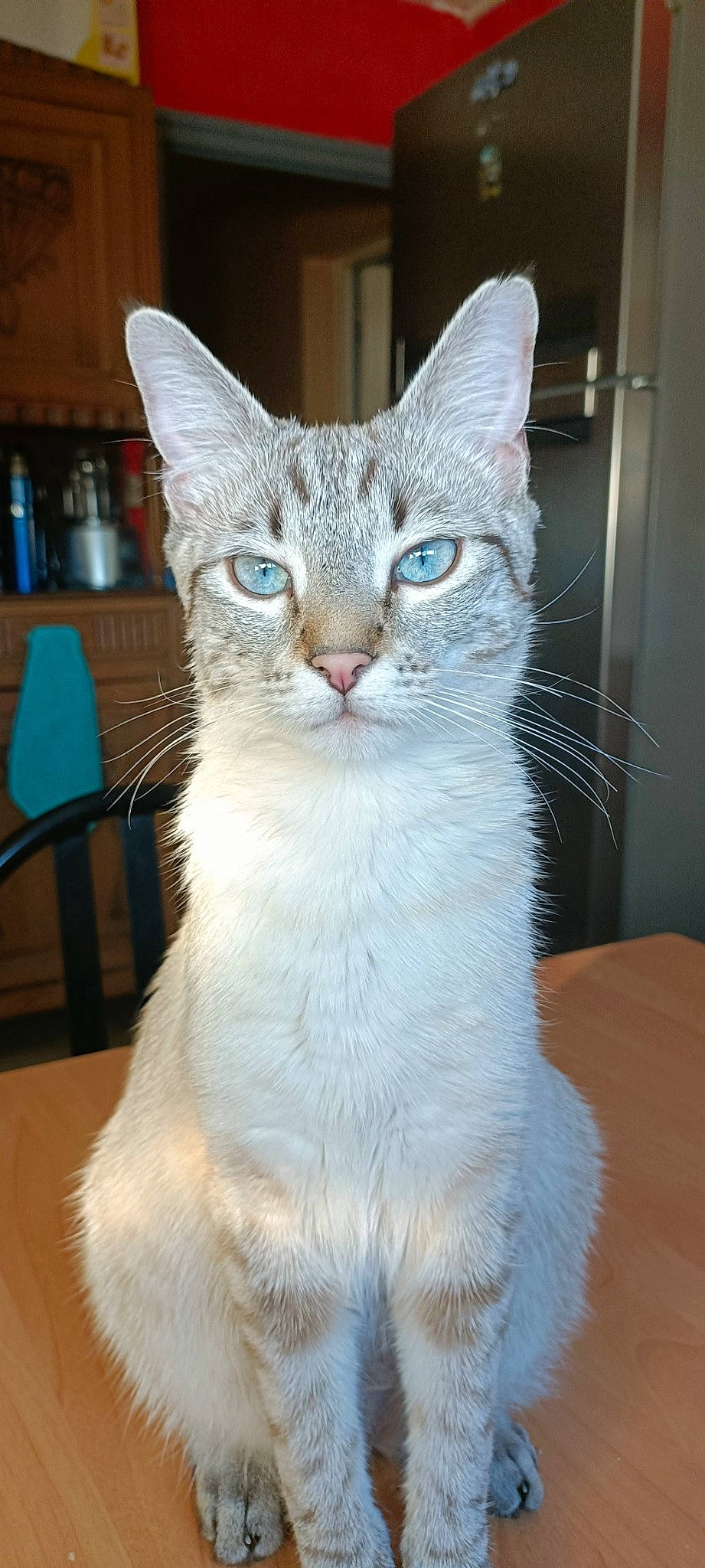 Grisou a rejoint le concours — aidez-le/la à gagner de superbes lots ! carnivore, cat, cat_supply, chair, collar, domestic_short_haired_cat, door, eye, felidae, fur, head, iris, paw, pet_supply, small_to_medium_sized_cats, snout, table, tail, whiskers, window