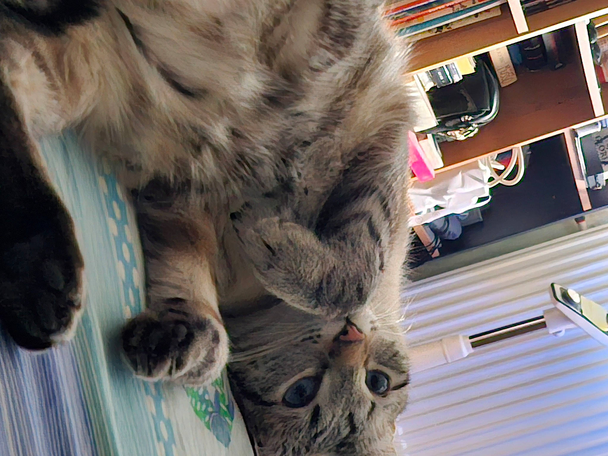 Grisou participe au concours pour gagner de l'argent avec cette photo : canidae, carnivore, claw, companion_dog, dog_breed, fawn, felidae, fur, natural_material, paw, shelf, small_to_medium_sized_cats, snout, sporting_group, tail, terrestrial_animal, whiskers, working_animal