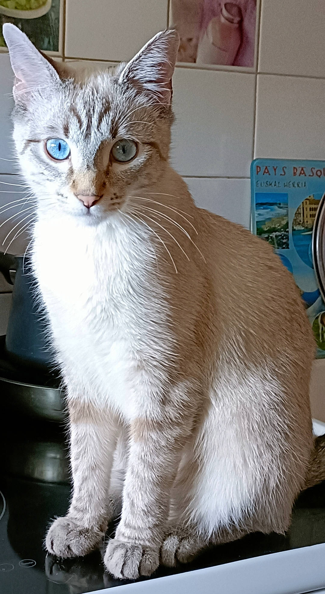 Tigris a rejoint le concours — aidez-le/la à gagner de superbes lots ! carnivore, cat, cat_supply, claw, collar, domestic_short_haired_cat, fawn, felidae, fur, paw, pet_supply, small_to_medium_sized_cats, snout, tail, terrestrial_animal, whiskers, window