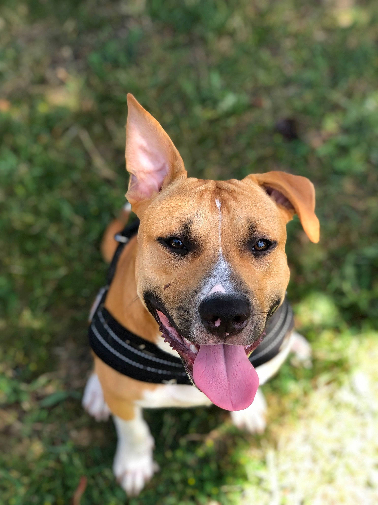 Lasko a rejoint le concours — aidez-le/la à gagner de superbes lots ! adventure, canidae, carnivore, collar, companion_dog, dog, dog_breed, dog_collar, dog_supply, fawn, grass, hunting_dog, paw, plant, puppy, snout, sporting_group, tail, terrestrial_animal, whiskers