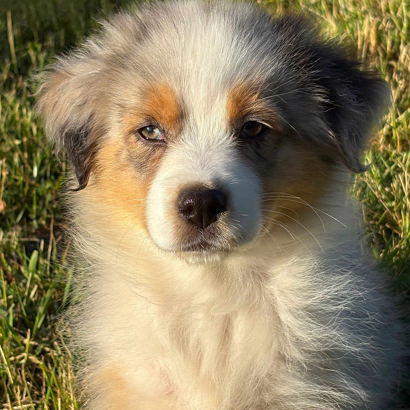 Arès participe au concours pour gagner de l'argent avec cette photo : adorable, animal, canine, closeup, cute, dog, ears, expression, fluffy, fur, grass, muzzle, nature, outdoor, pet, portrait, puppy, sunlight, whiskers, young