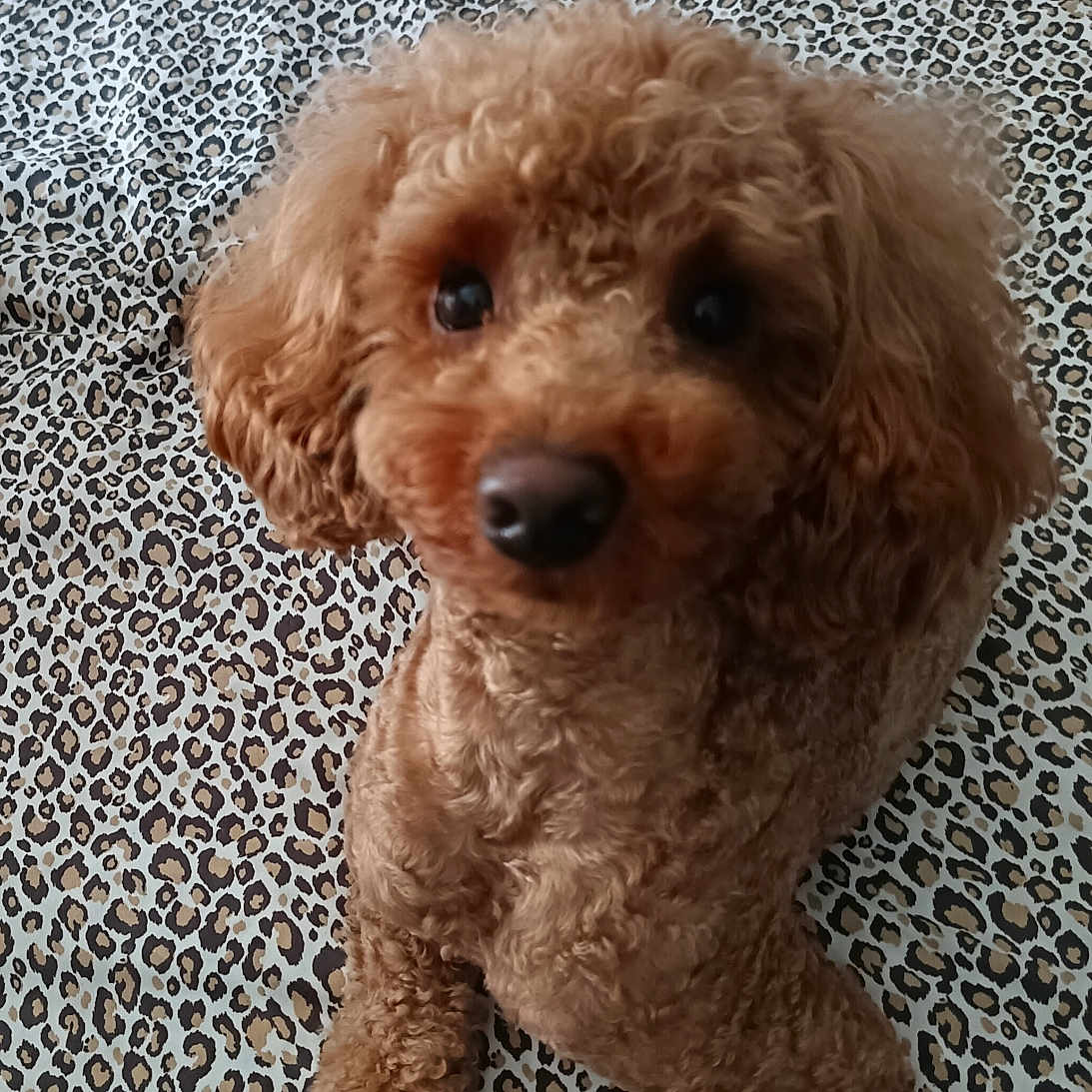 Kenzo a rejoint le concours — aidez-le/la à gagner de superbes lots ! animal, canine, cockerspaniel, dog, homedecor, pet, poodle, puppy, terrier
