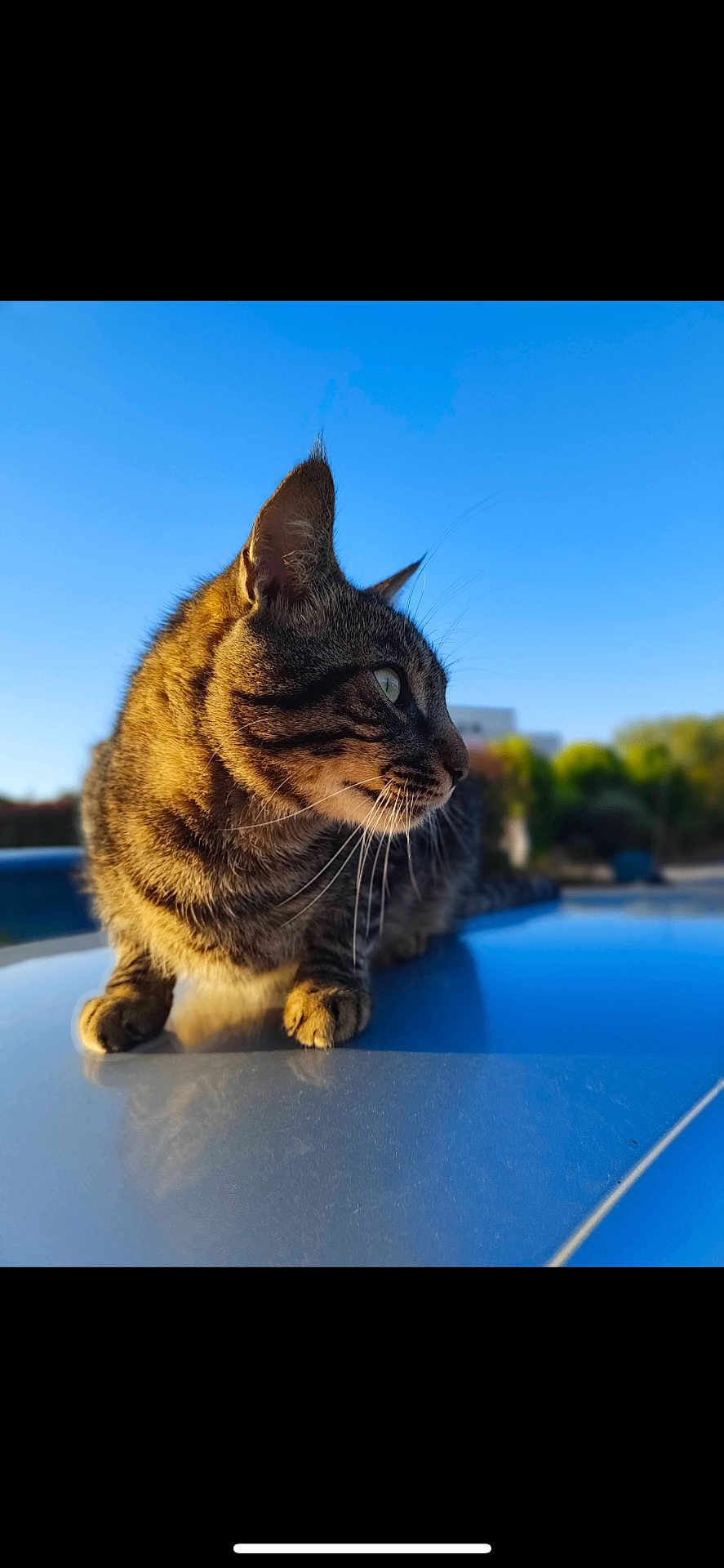 Neko a rejoint le concours — aidez-le/la à gagner de superbes lots ! cat, tabby, animal, pet, outdoor, sky, sunlight, fur, whiskers, curious, nature, reflection, daylight, mammal, closeup, profile, green_eyes, sitting, soft_light, background_blur