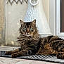 Wyllow participe au concours pour gagner de l'argent avec cette photo : animal, background_blur, cat, close_up, decor, feline, fluffy, fur, green_eyes, lying_down, natural_light, outdoor, paws, pet, relaxed, rug, striped_rug, tabby, vase, whiskers