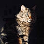 Wyllow a rejoint le concours — aidez-le/la à gagner de superbes lots ! animal, cat, close_up, cute, domestic_cat, ears, feline, fluffy, fur, green_eyes, indoor, long_hair, pet, portrait, resting, shadow, sitting, soft_light, tabby, whiskers