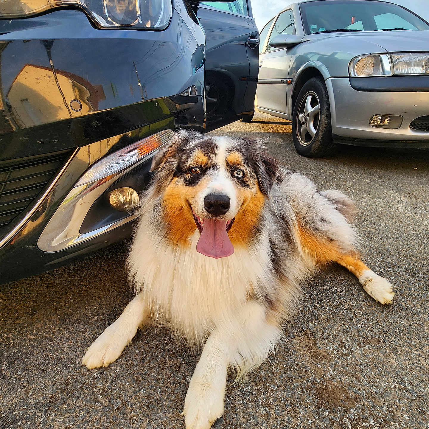Spyke participe au concours pour gagner de l'argent avec cette photo : animal, australian_shepherd, black_car, car, close_up, daylight, dog, fur, happy, open_car_door, outdoor, parked_car, pavement, pet, reflection, road, silver_car, smiling, tongue_out, vehicle