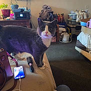 Sabastian is registered to the contest to win money with this photo: cat, pet, indoor, living_room, television, phone, charging_cable, hair_brush, furniture, carpet, bag, plant, shelf, box, blanket, table, upholstery, curious, whiskers, white_paws