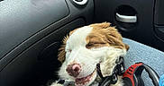 Oscars a rejoint le concours — aidez-le/la à gagner de superbes lots ! canine, car_interior, closeup, collar, cute, daylight, dog, fur, happy, lap, leash, pet, puppy, relaxed, resting, seat, side_mirror, sleeping, transportation, window