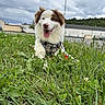 Oscars a rejoint le concours — aidez-le/la à gagner de superbes lots ! animal, building, canine, cloudy_sky, daytime, dog, field, fur, grass, greenery, happy, landscape, leisure, nature, outdoor, pet, playful, sky, tongue_out, urban_background