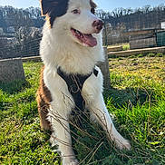Oscars a rejoint le concours — aidez-le/la à gagner de superbes lots ! animal, blue_sky, canine, daylight, dog, field, fur, grass, greenery, happy, harness, nature, outdoor, pet, playful, portrait, sitting, smiling, sunlight, sunny
