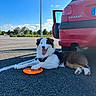 Oscars a rejoint le concours — aidez-le/la à gagner de superbes lots ! asphalt, blue_sky, canine, car, clouds, daytime, dog, frisbee, greenery, happy, open_car_door, outdoor, parking_lot, pet, peugeot, resting, shadow, sunlight, tongue_out, trees