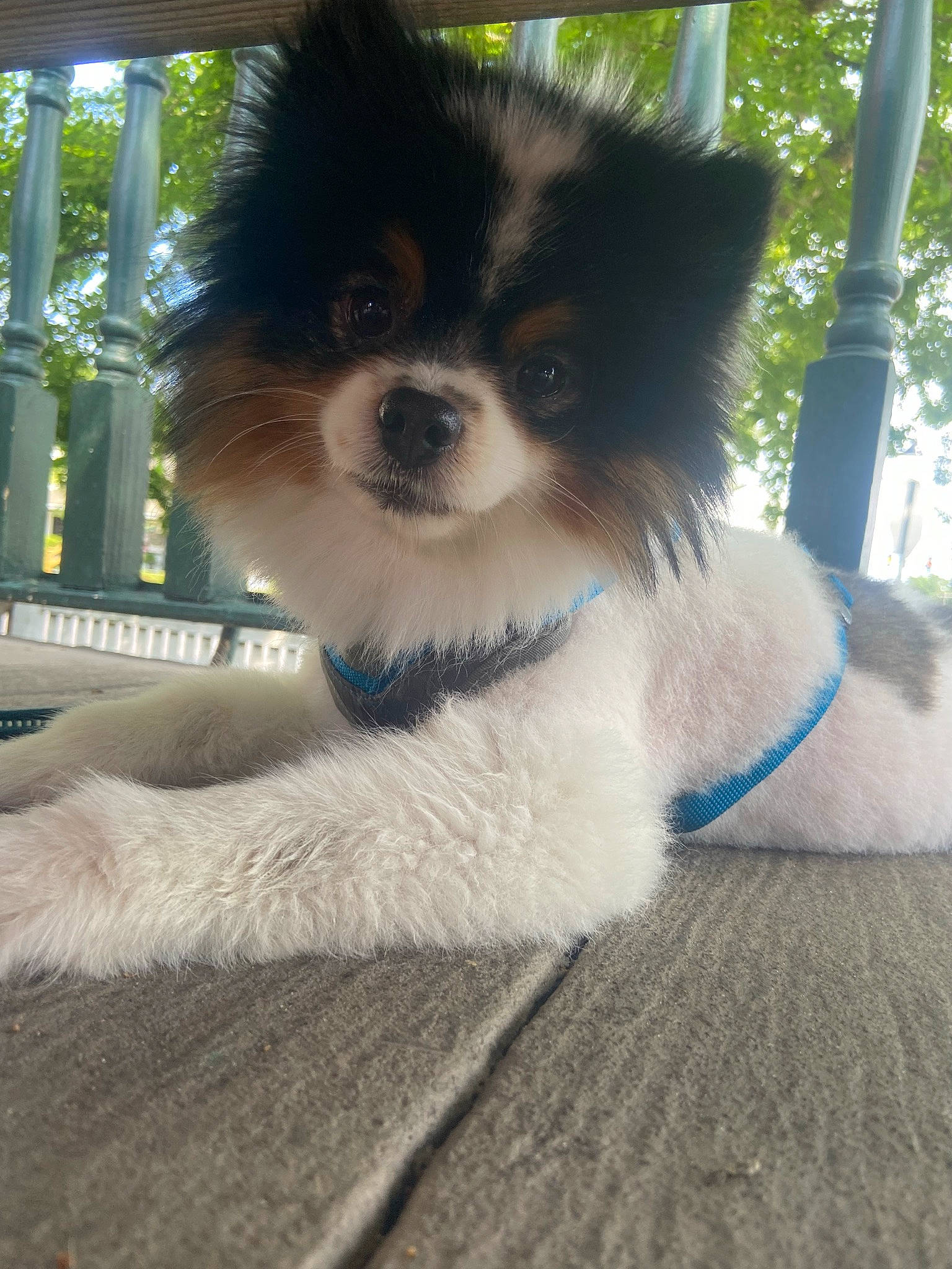 Cisco is registered to the contest to win money with this photo: ancient_dog_breeds, canidae, carnivore, collar, companion_dog, dog, dog_breed, dog_supply, fur, non_sporting_group, papillon, snout, sporting_group, tail, terrestrial_animal, toy_dog, whiskers, working_animal, working_dog