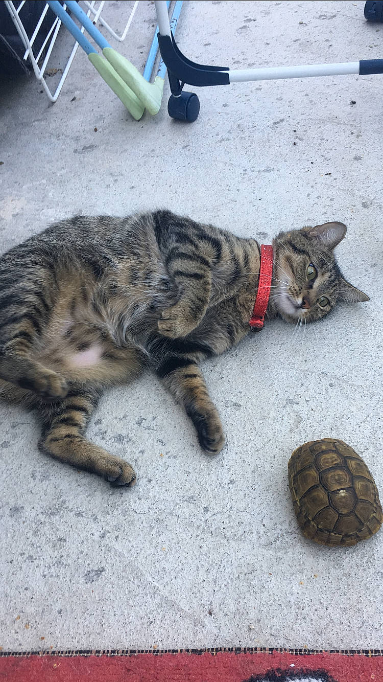 Patate Et Gucci a rejoint le concours — aidez-le/la à gagner de superbes lots ! bengal, carnivore, cat, claw, common_snapping_turtle, domestic_short_haired_cat, dragon_li, european_shorthair, felidae, kitten, paw, small_to_medium_sized_cats, tabby_cat, tail, tortoise, turtle, vertebrate, whiskers, wild_cat