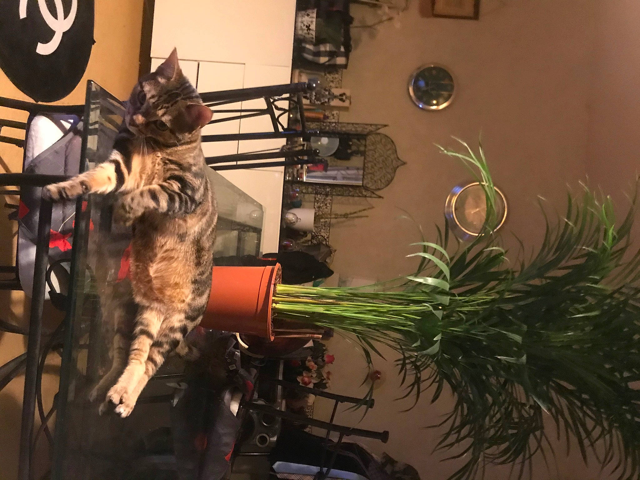 Patate Gucci a rejoint le concours — aidez-le/la à gagner de superbes lots ! art, carnivore, cat, event, felidae, floral_design, flower_arranging, flowerpot, fur, houseplant, logo, metal, plant, room, shelf, small_to_medium_sized_cats, tree, visual_arts, whiskers, wood