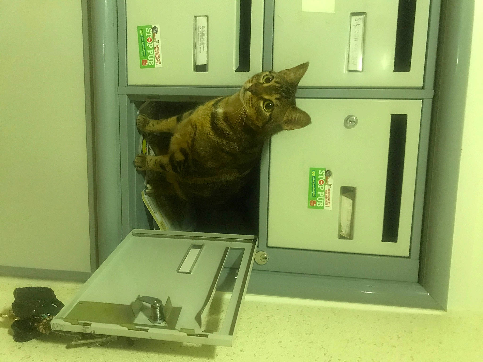 Patate Gucci a rejoint le concours — aidez-le/la à gagner de superbes lots ! carnivore, cat, domestic_short_haired_cat, door, felidae, flooring, fur, machine, output_device, room, small_to_medium_sized_cats, snout, tail, whiskers, window