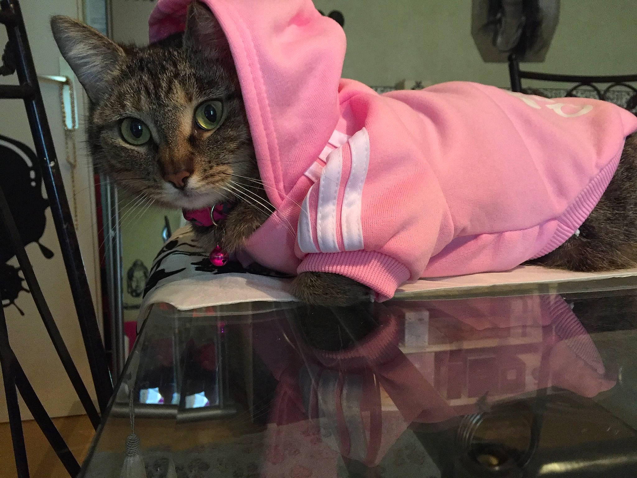 Patate a rejoint le concours — aidez-le/la à gagner de superbes lots ! asian, carnivore, cat, domestic_short_haired_cat, felidae, small_to_medium_sized_cats, whiskers