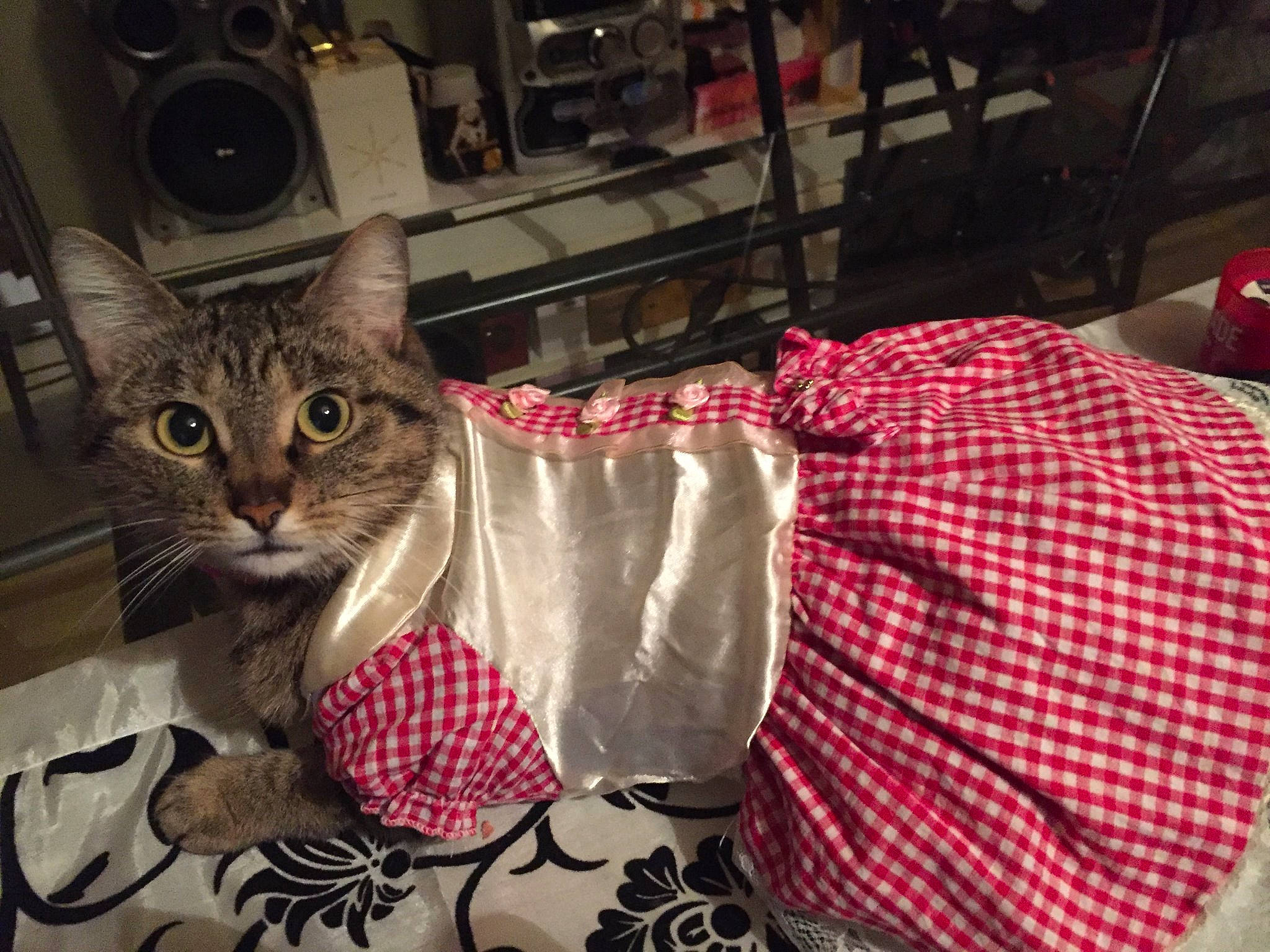 Patate participe au concours pour gagner de l'argent avec cette photo : american_shorthair, asian, carnivore, cat, domestic_short_haired_cat, egyptian_mau, european_shorthair, felidae, kitten, ocicat, pattern, pixie_bob, small_to_medium_sized_cats, tabby_cat, textile, whiskers