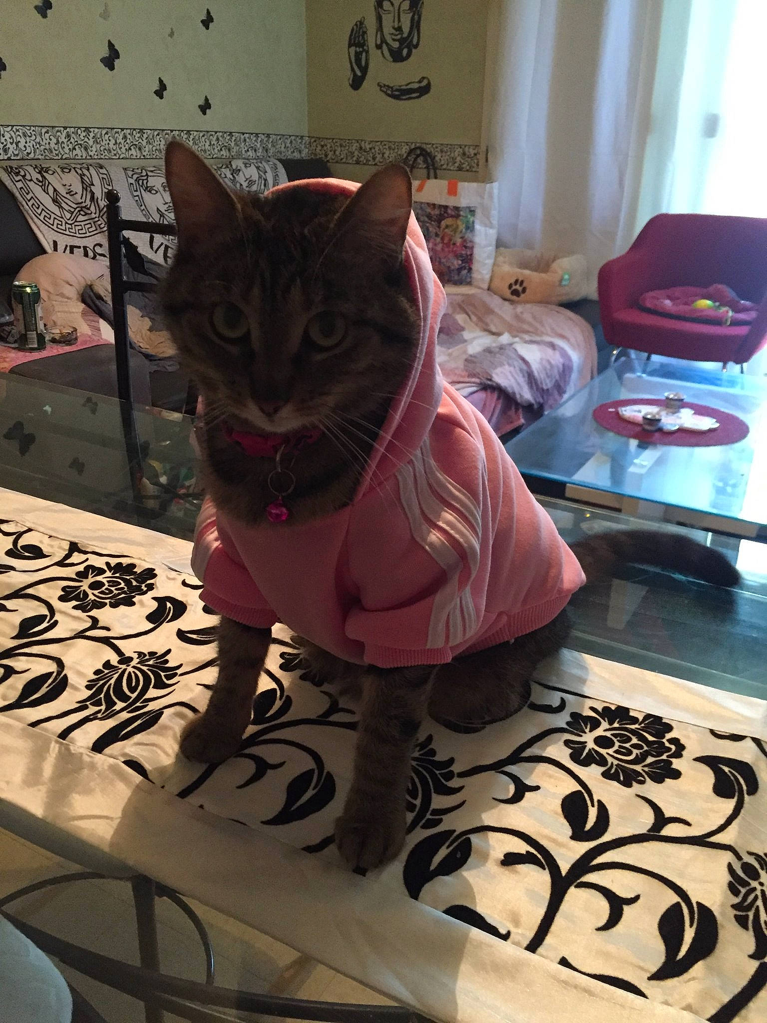 Patate participe au concours pour gagner de l'argent avec cette photo : american_shorthair, asian, carnivore, cat, domestic_short_haired_cat, european_shorthair, fawn, felidae, kitten, small_to_medium_sized_cats, whiskers