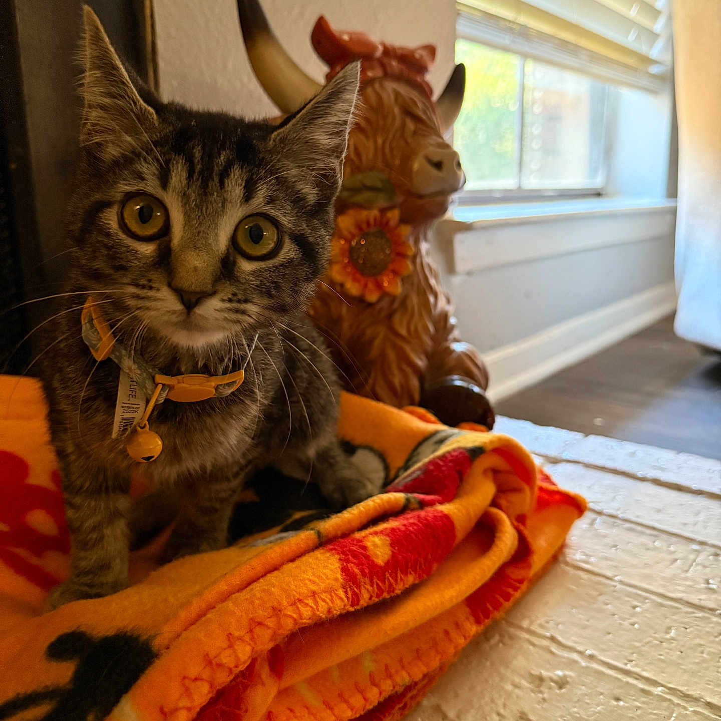 Djali joined the competition — help win amazing prizes! animal, bell, blanket, cat, ceramic_bull, close_up, collar, curious, decor, face, feline, floor, indoor, kitten, orange, pet, sunlight, tabby, whiskers, window