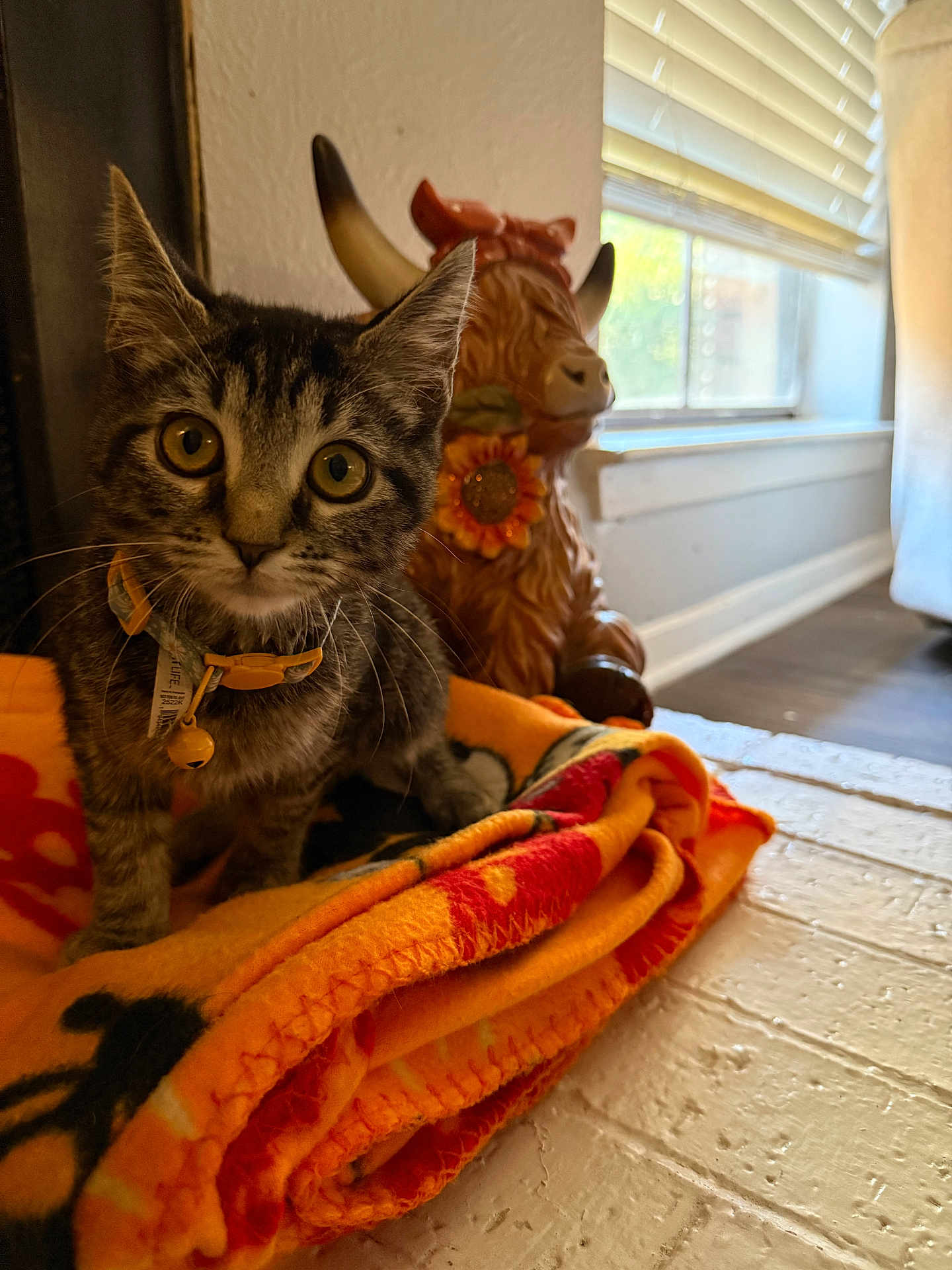 Djali joined the competition — help win amazing prizes! kitten, cat, tabby, collar, bell, blanket, orange, indoor, window, sunlight, decor, ceramic_bull, floor, curious, pet, animal, close_up, face, whiskers, feline