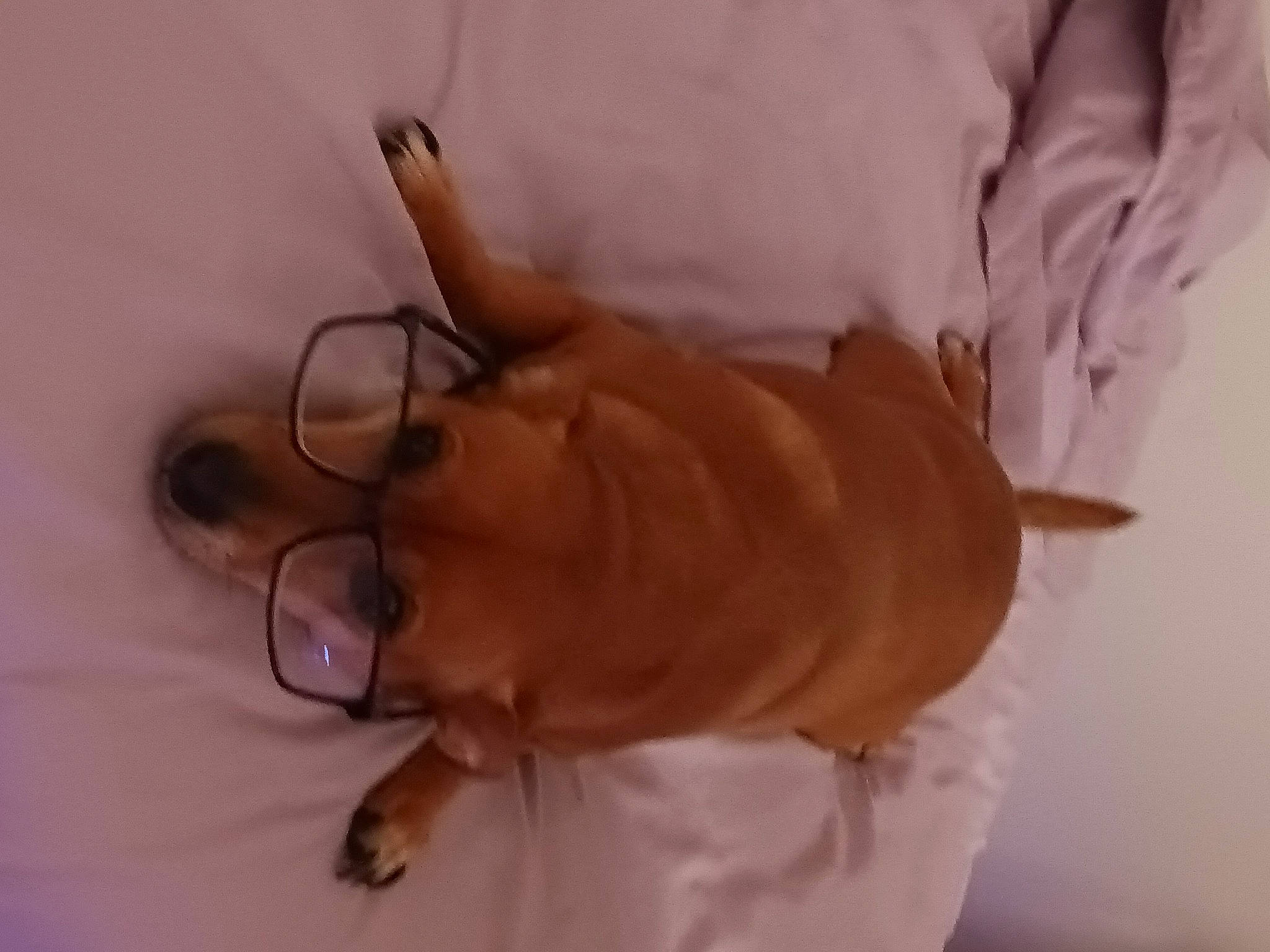 Snuggles is registered to the contest to win money with this photo: child, comfort, ear, elbow, event, eyewear, flesh, fun, gesture, glasses, human_leg, knee, room, sleeve, thumb, vision_care, wrinkle, wrist